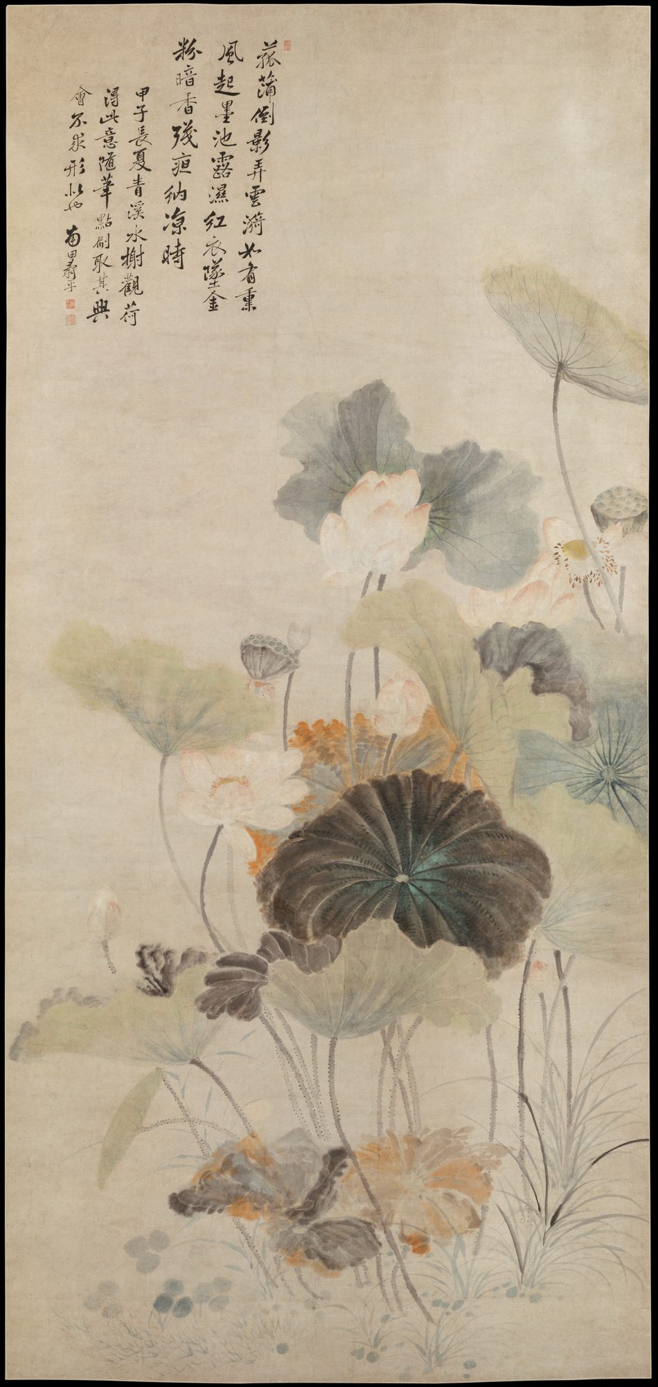 lotuses summer evening